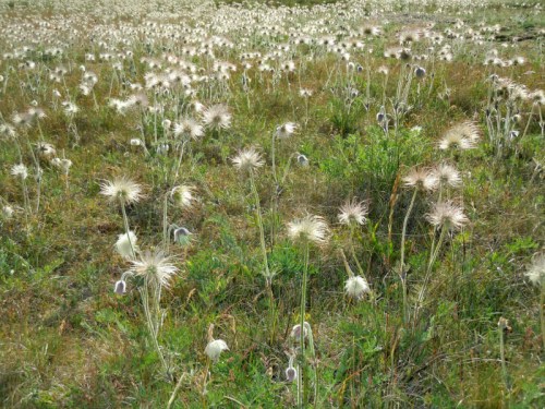 Got fältsippans frötofsar kr