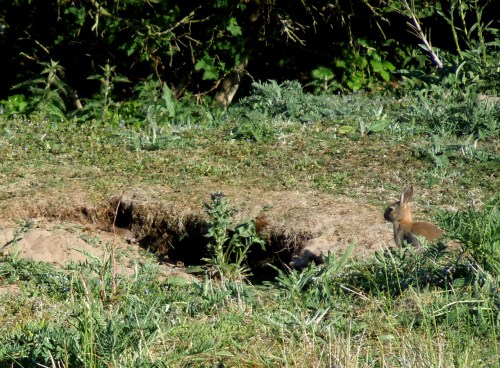 Got kaninernas ingångar kr c