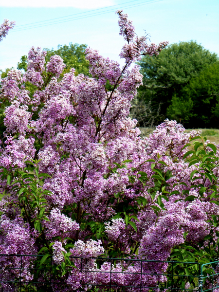 Got kinesiska syrenen kr