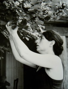 P kr Denise plockar lindblom till te