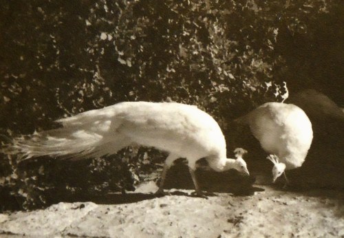 Lissabons påfåglar kr