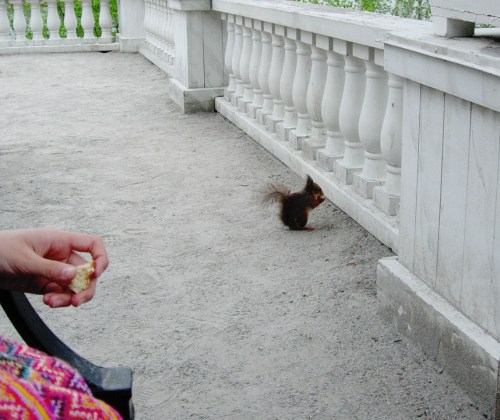 Berg Selina o ekorren kr