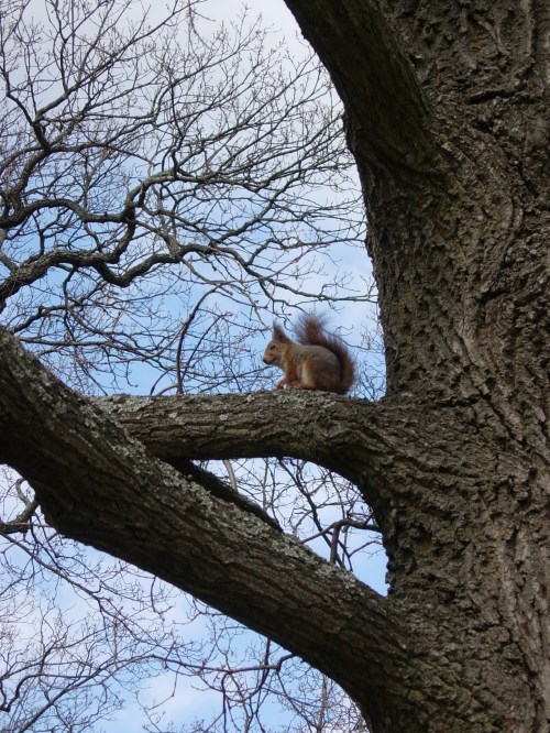 Bergianska Brunnsviken c