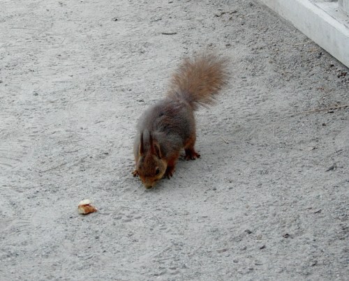 Bergianska och ekorren kr