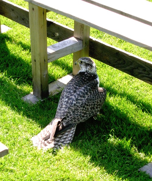 2007 Dunrobin Castle o kr