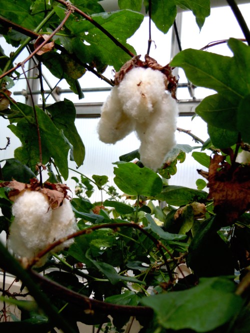 2013 Bomull gamla frökapslar kr jpg