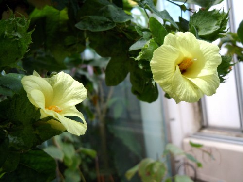 2013 Bomullen blommar kr jpg