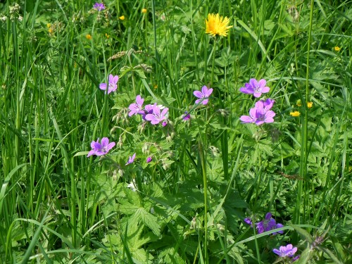 30 maj i Bergianska a kr