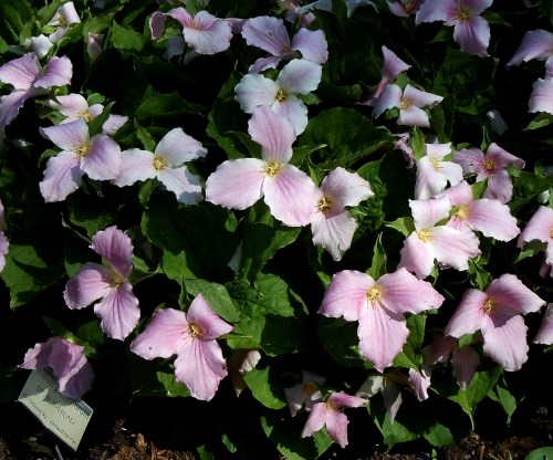 30 maj i Bergianska c kr