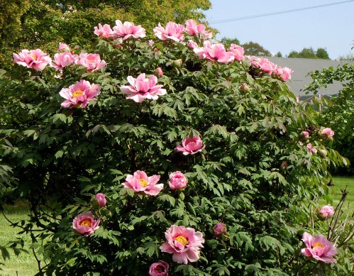 30 maj i Bergianska e kr