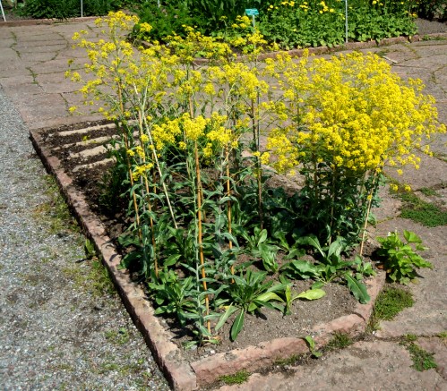 30 maj i Bergianska f kr