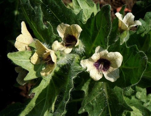 30 maj i Bergianska g kr