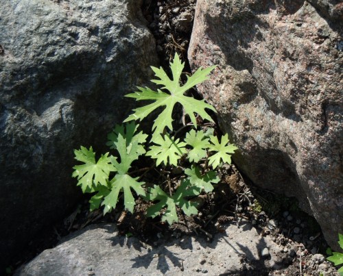 30 maj i Bergianska i kr