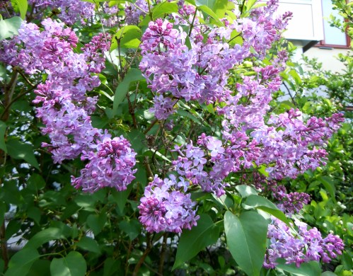 Doftblomster Syren kr