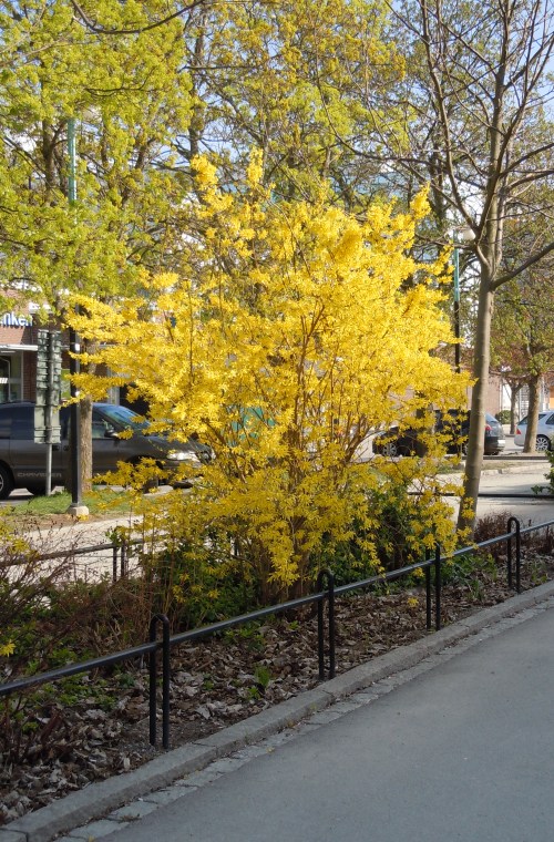 U Väsby Forsythia kr