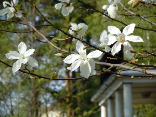 U Väsby Magnolia kr