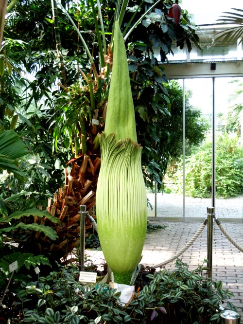 Knölkallan i Bergianska