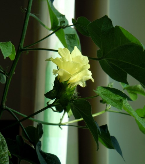 Bomullsträdet blommar b kr