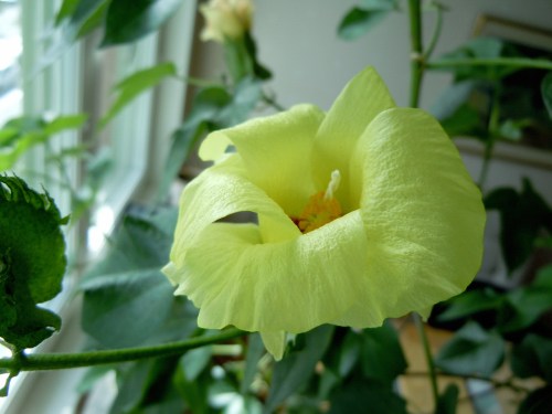 Bomullsträdet blommar kr