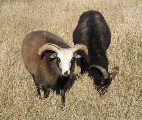 Gutefår på Ekstakusten b kr