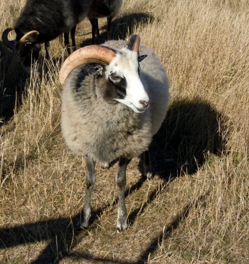 Gutefår på Ekstakusten kr