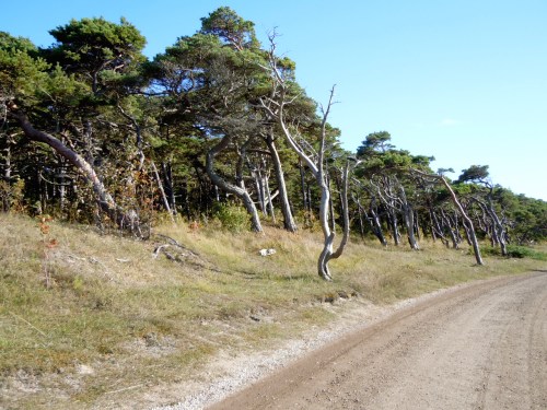 Strandskog Ekstakusten kr