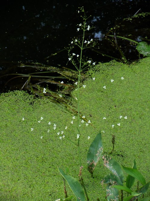 Svalting i Väsbyån kr