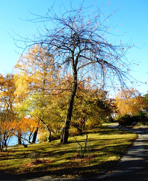Äntligen ser man grenarna igen. kr