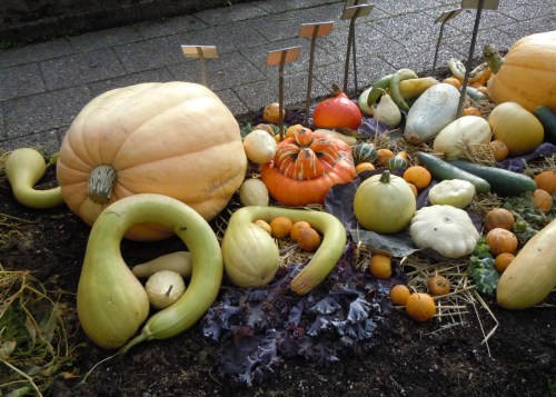 Köksväxter pumpor kr