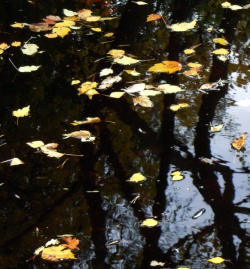 L kröv i Japanska dammen