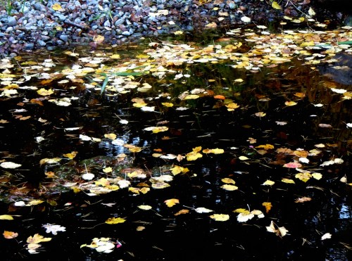 Löv i Japanska dammen b kr