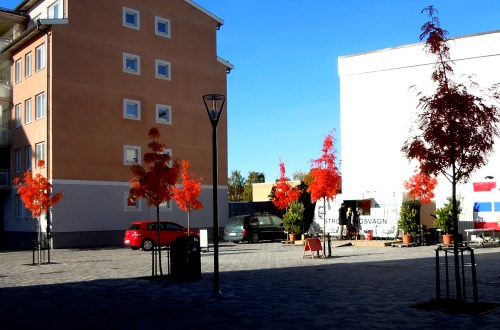 Rönnar - de nyplanterade kr