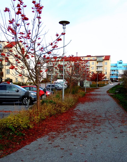 Rönnarnas röda kjolar har fallit kr