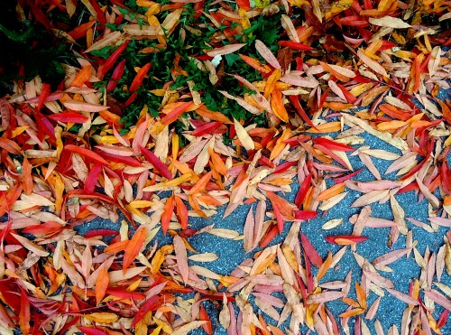 Rönnens småblad kr