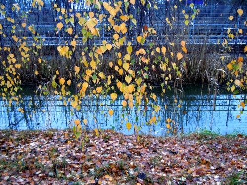 Löv som vägrar släppa grenen kr