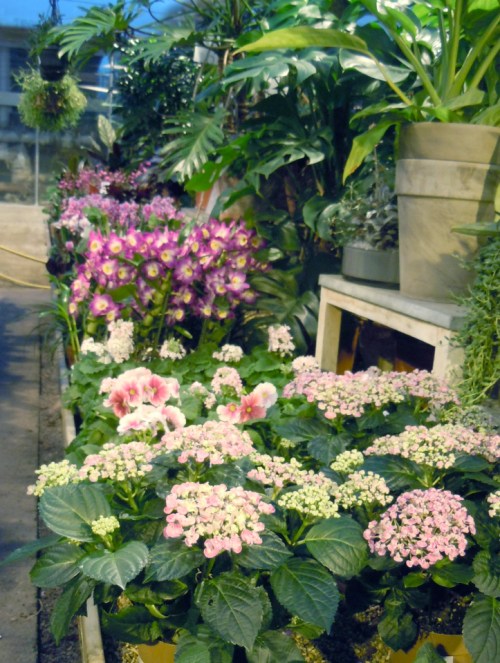 Blommande krukväxter kr