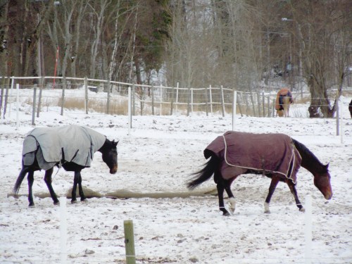 Hästar mår bra av att vara ute x antal timmar om dagen kr