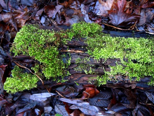 Igelbäcken 2014 omgivning kr