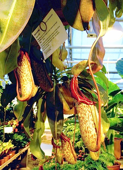 Köttätande växt med plats för flera flugor kr