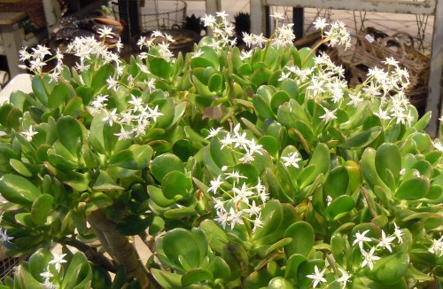 Livsträdet blommar kr