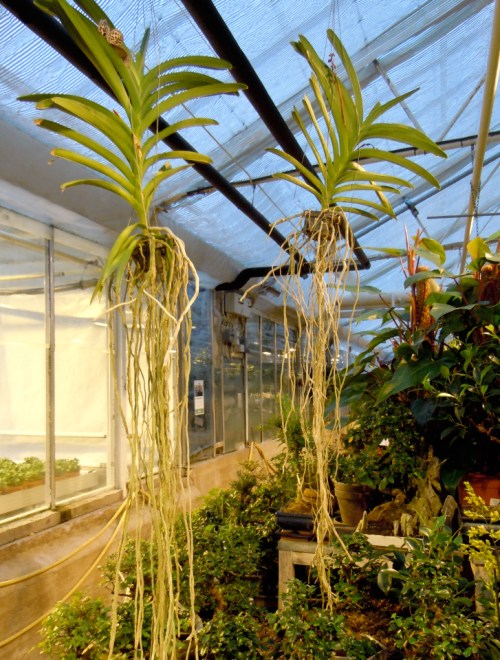 Orkideer med luftrötterna befriade kr