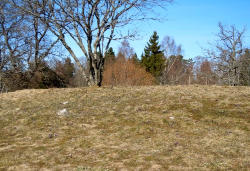 Hagen där backsipporna växer kr