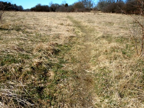 Stigen till hagen där backsipporna växer kr