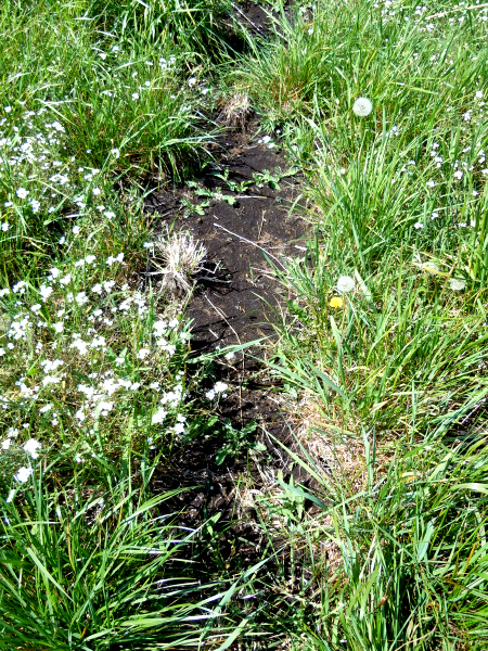 Åkerns botten f d myr.