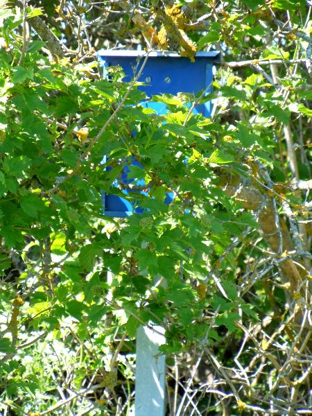 Förklarande skylt i olvonbuske kr