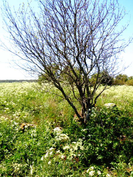 Fornborgen ingång kr