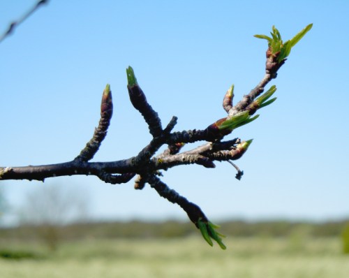 Getapeln slår ut kr