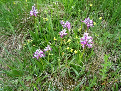 Johannesnycklar och klöverärt kr