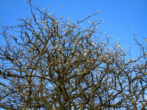 Oxeln tänker slå ut kr