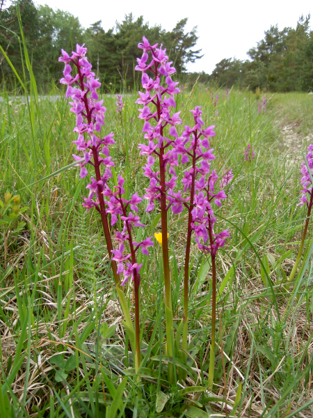 Sankt Persnycklar b kr